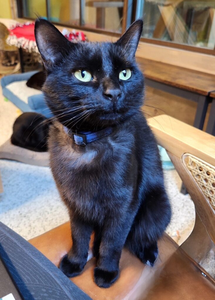 Wired Whisker cat café in Duluth