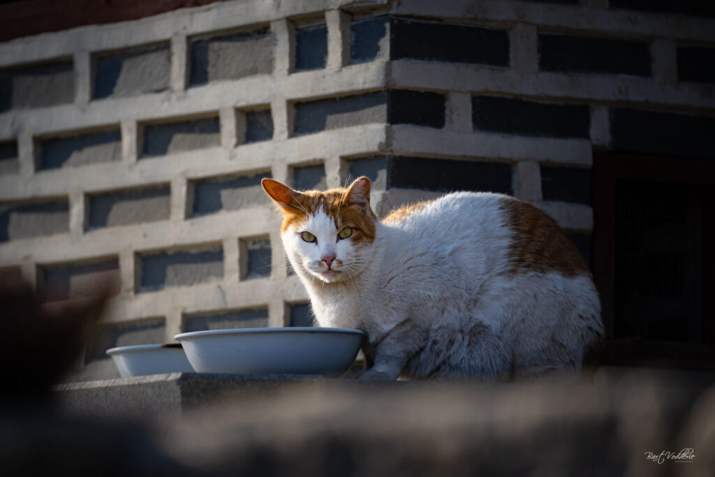Heungryunsa Temple cats