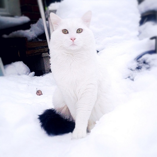 Turkish Van cat