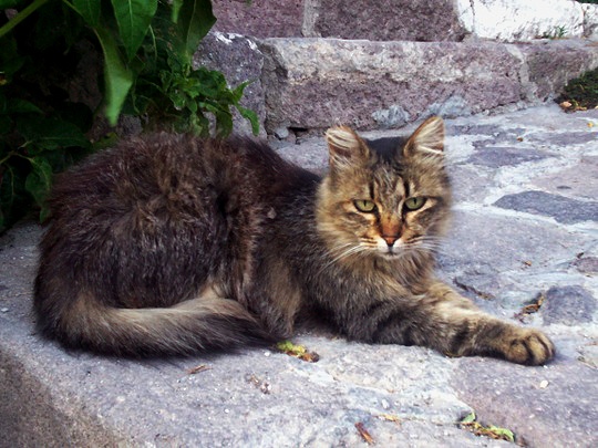 cats in Petra Lesbos