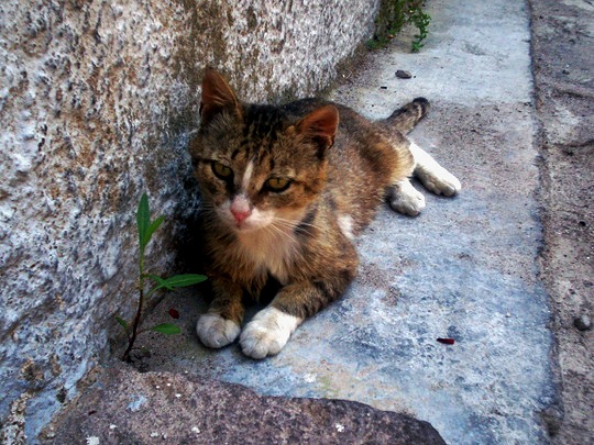 Mytilini cat