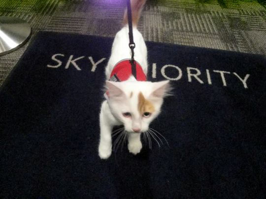 Turkse Van kat