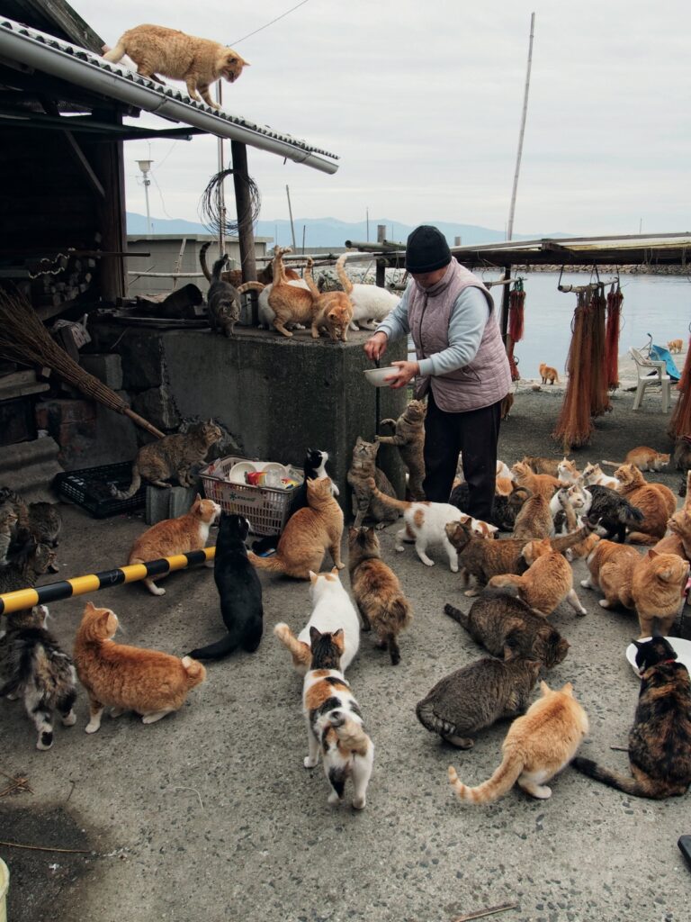 Aoshima Island Japan
