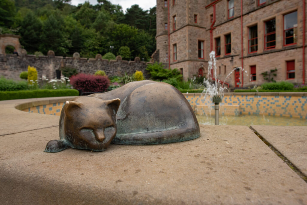 Belfast Castle cat