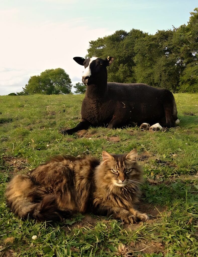 Bodacious the Shepherd Cat