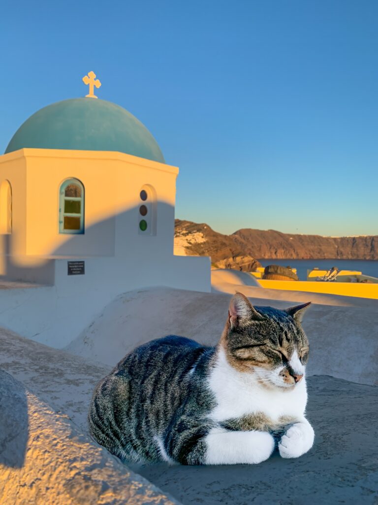Cats of Greece