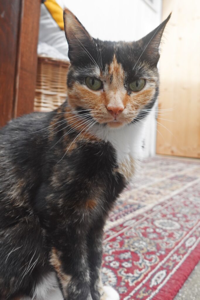 café katten