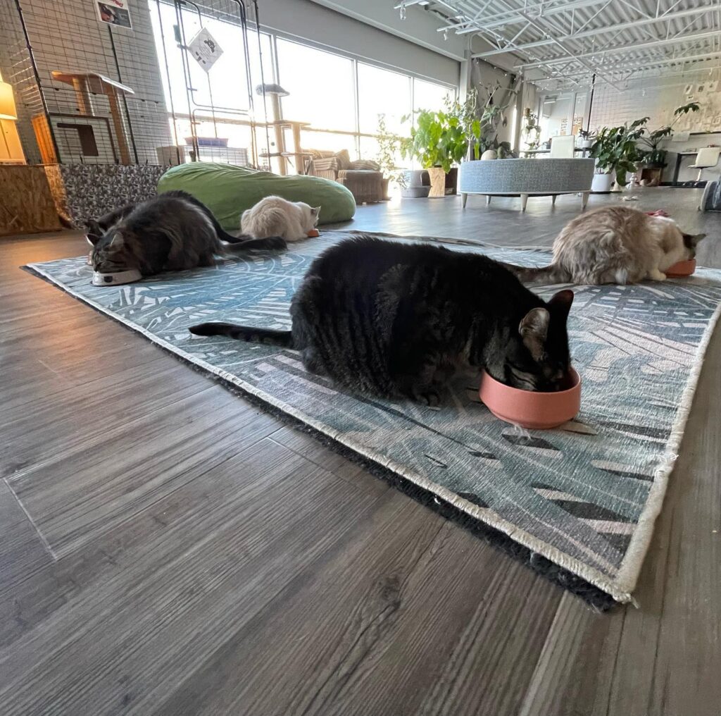 cat cafe Bozeman