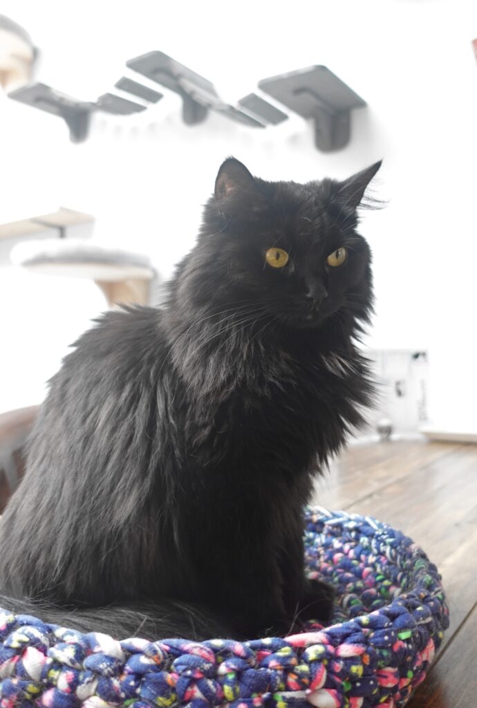 cat café Dordrecht Netherlands