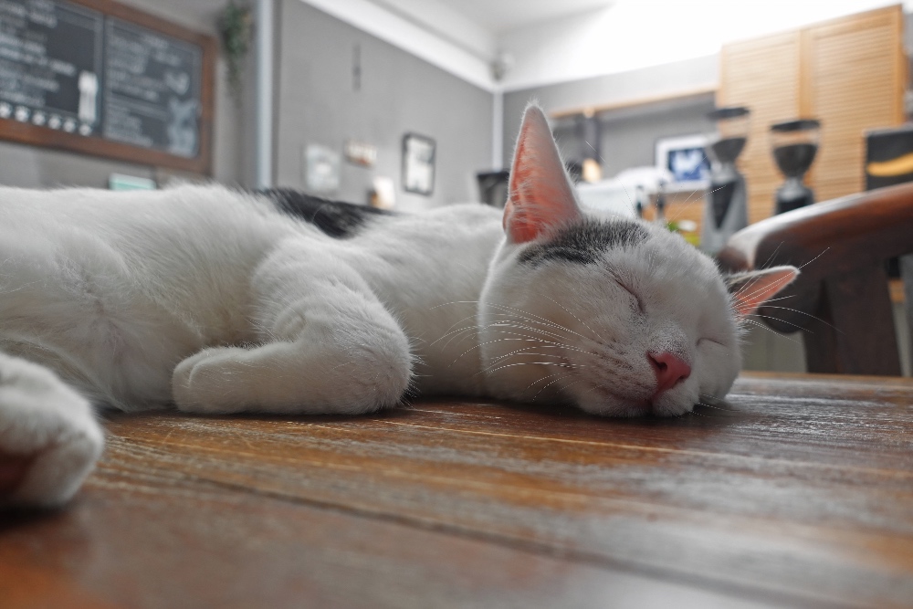 cat café Dordrecht
