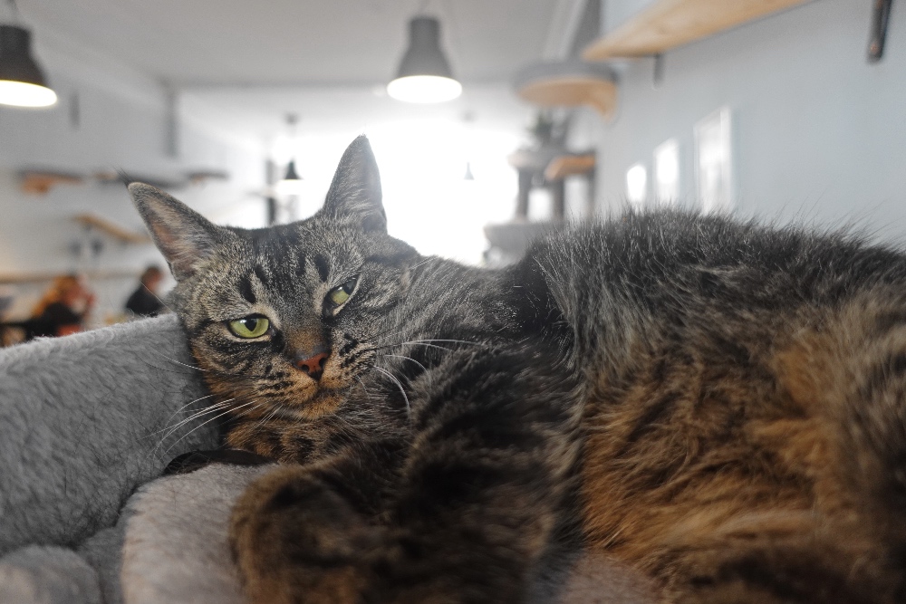 cat café Stripe Dordrecht Netherlands