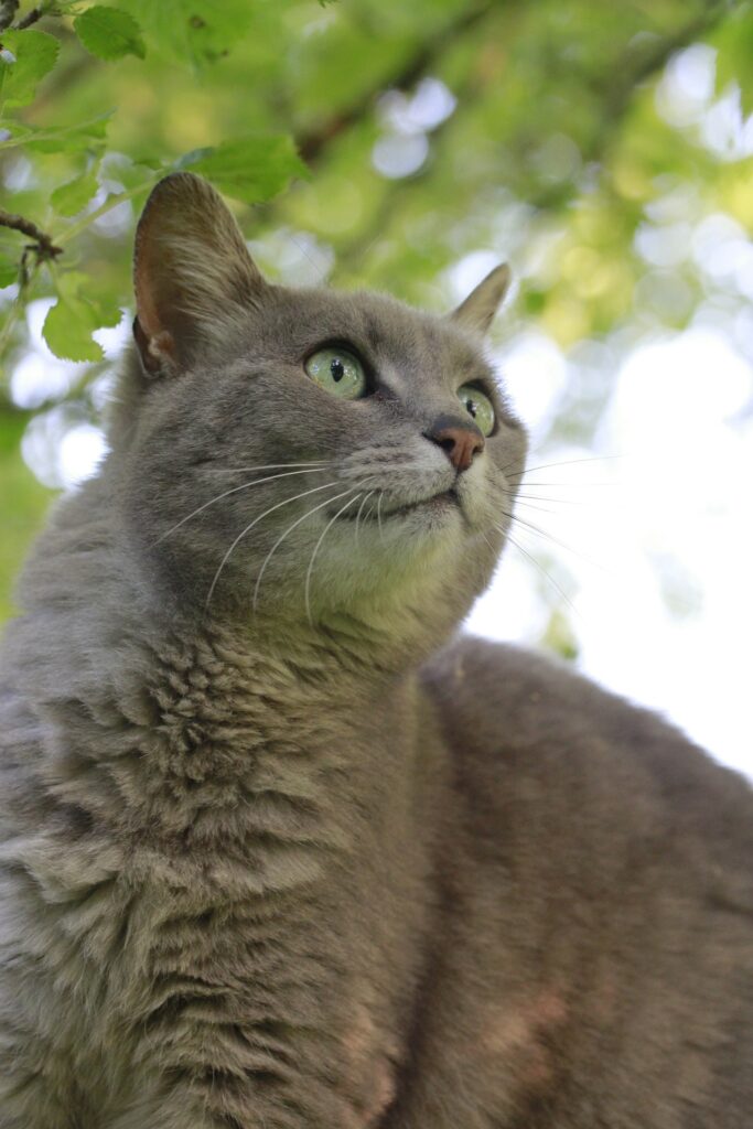 cat names from Ireland