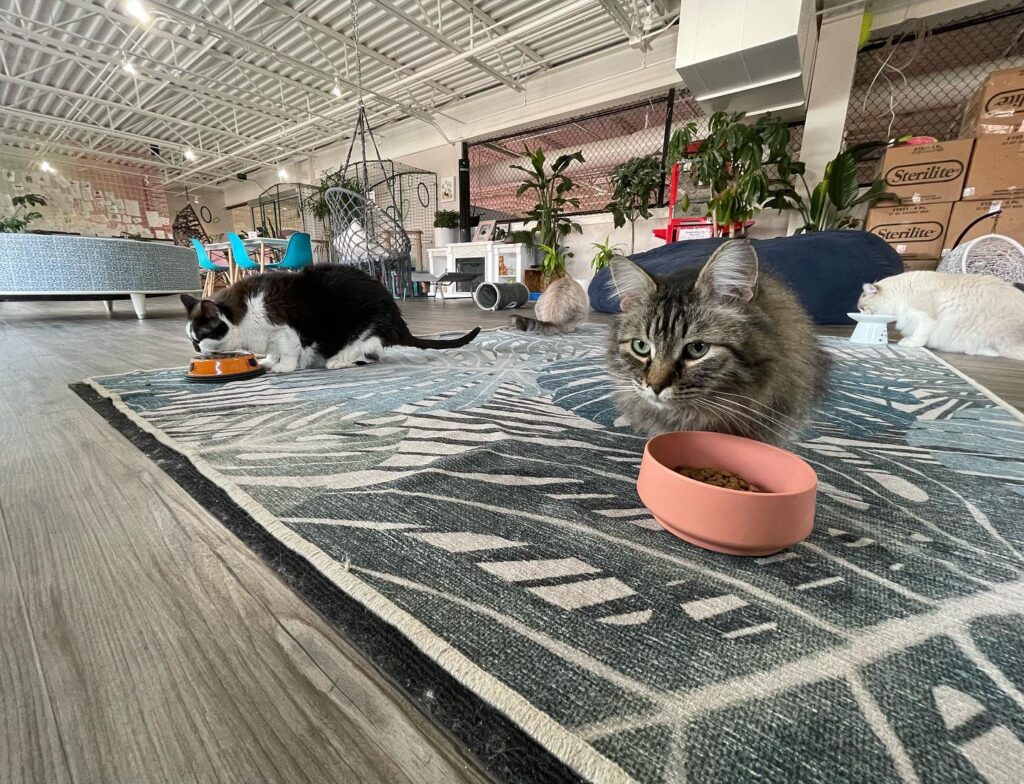 Cat Show Cat Cafe in Bozeman
