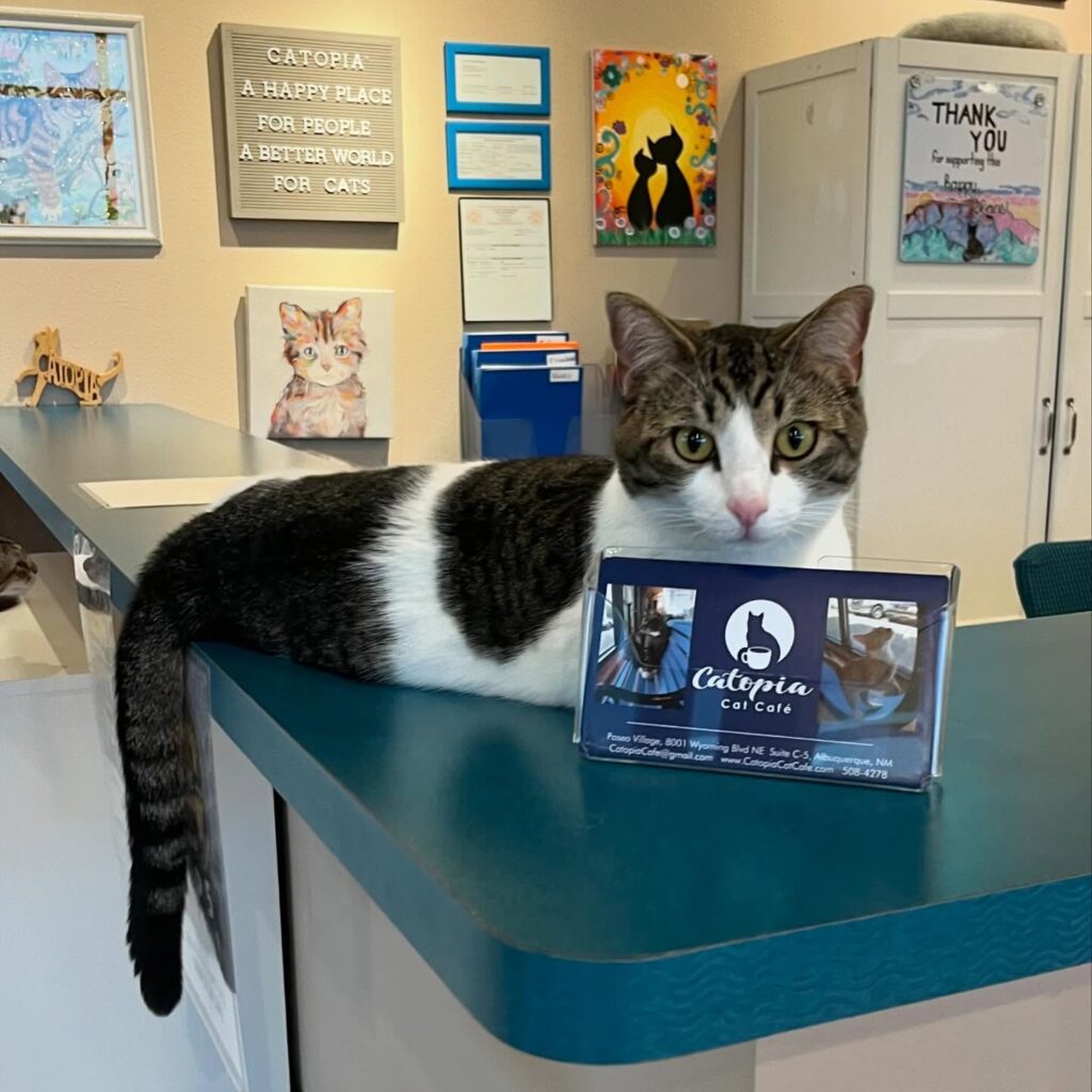 Catopia Cat Cafe in Albuquerque