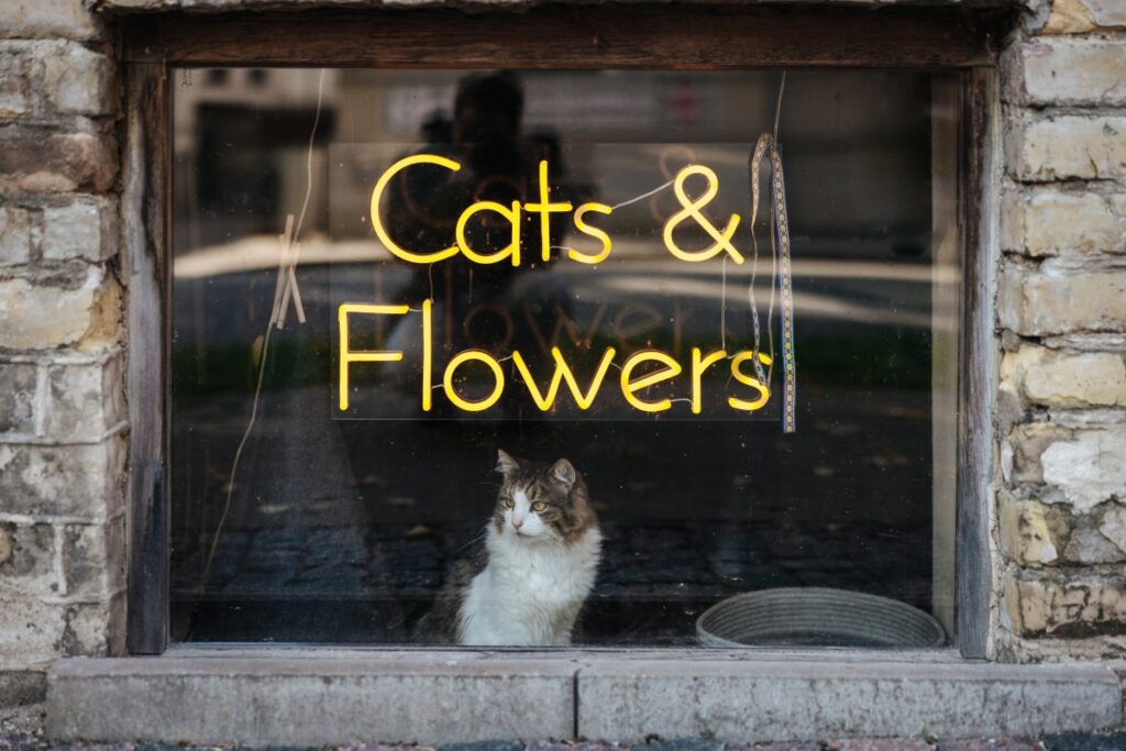 Elizete Cats and Flowers