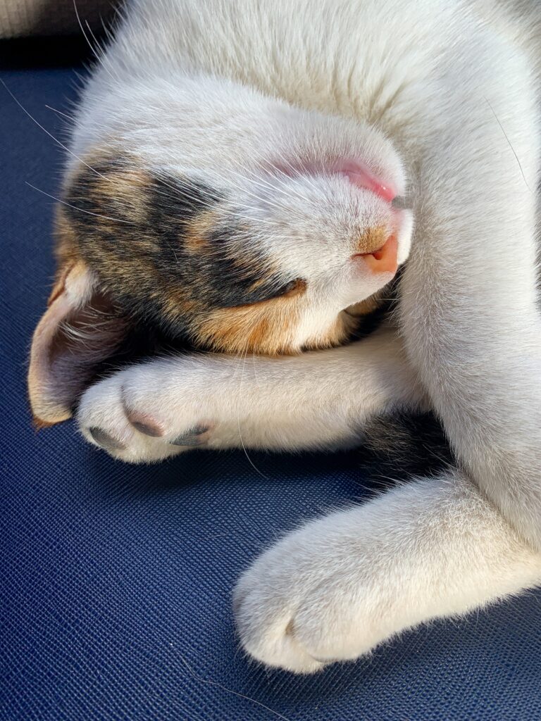 sleeping cat featured in the book Cats of Greece & Scenic Places