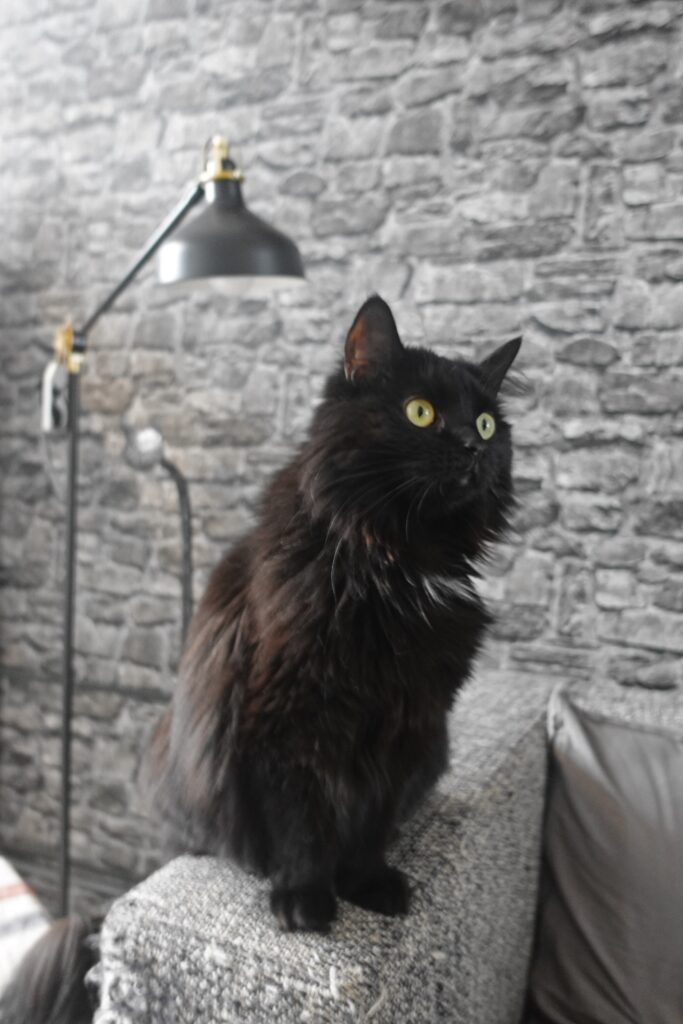 Dordrecht cat café