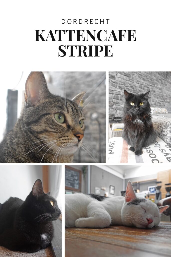 Dordrecht kattencafé