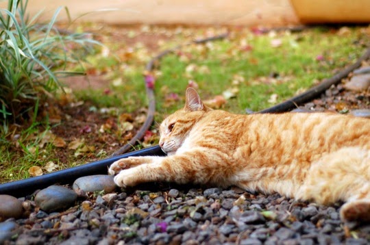 ginger cat pictures