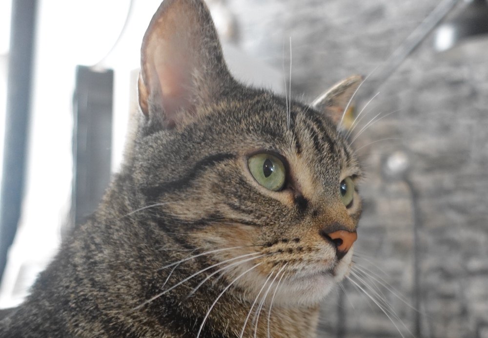 katten café