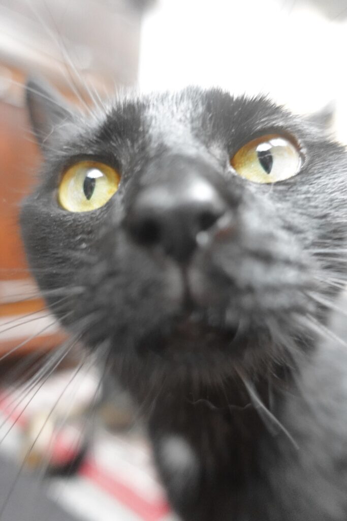 katten selfie
