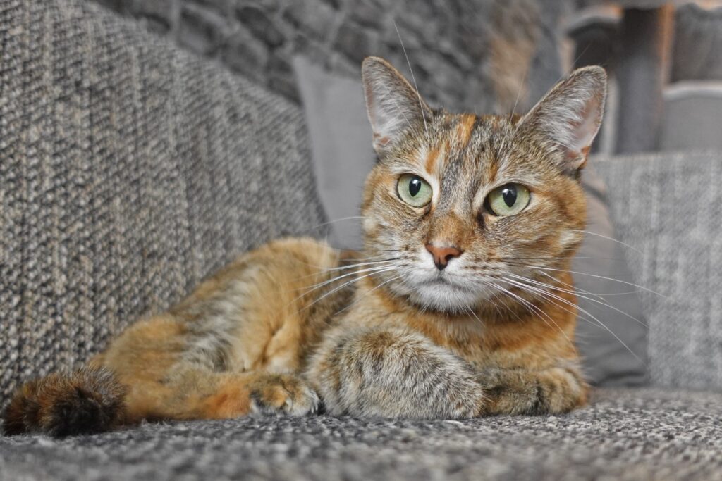 kattencafé Stripe