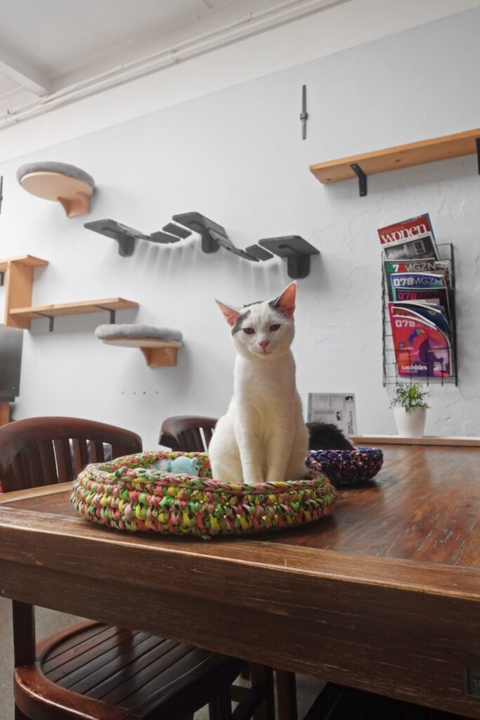 Kattencafé Stripe foto's