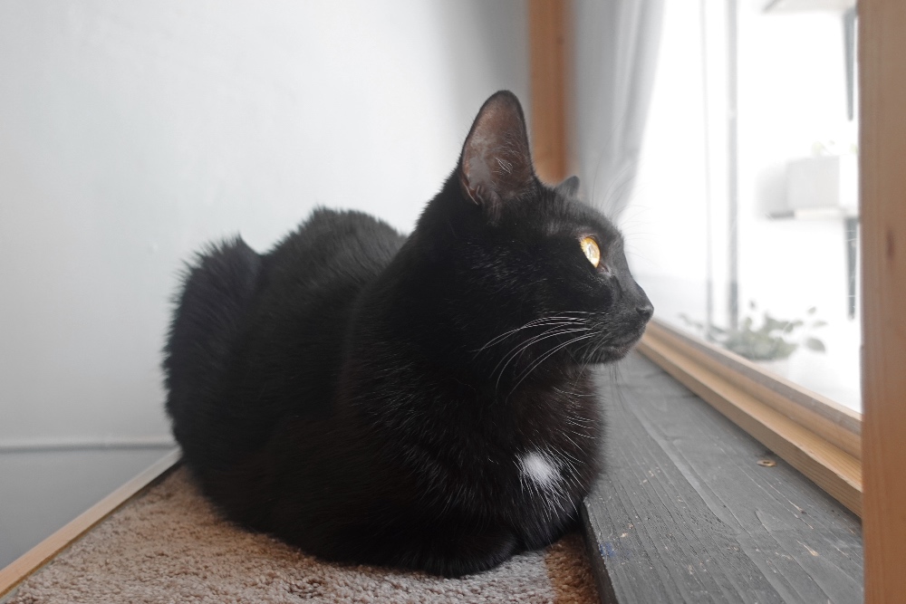Kattencafé Stripe photos