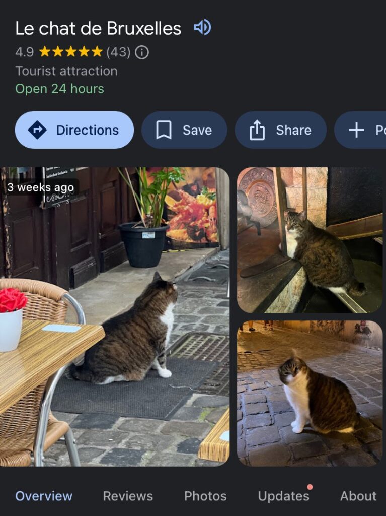 Minouche le chat de Bruxelles