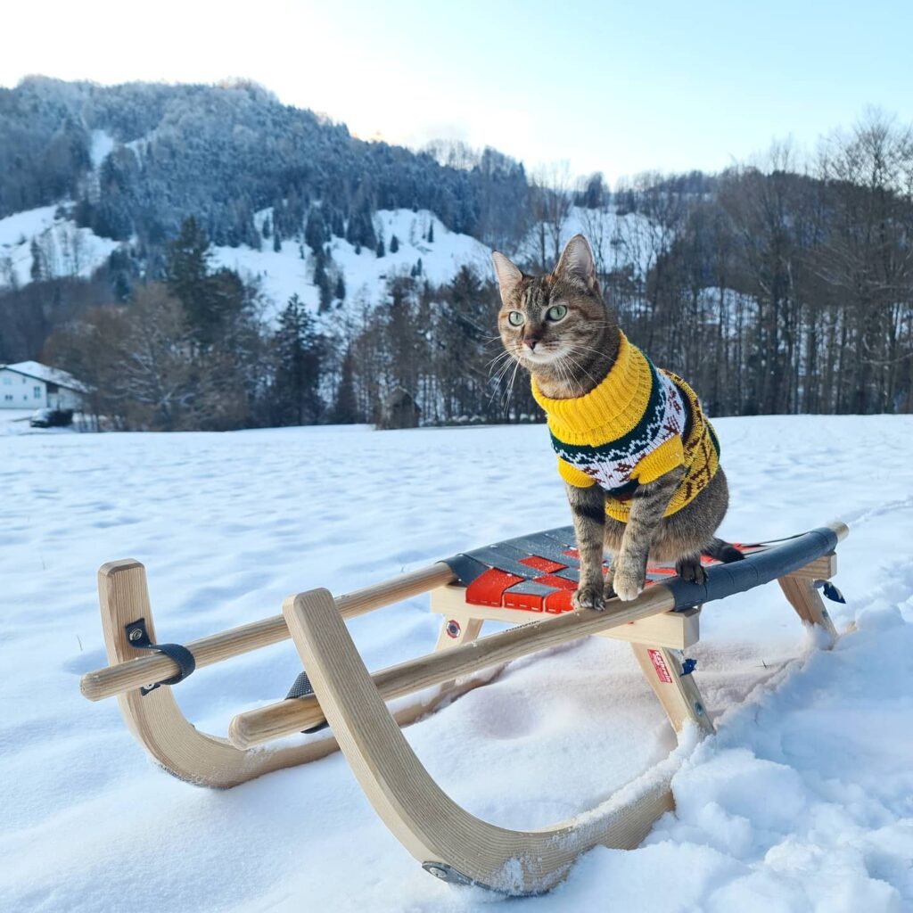 Nala in Gmunden Austria