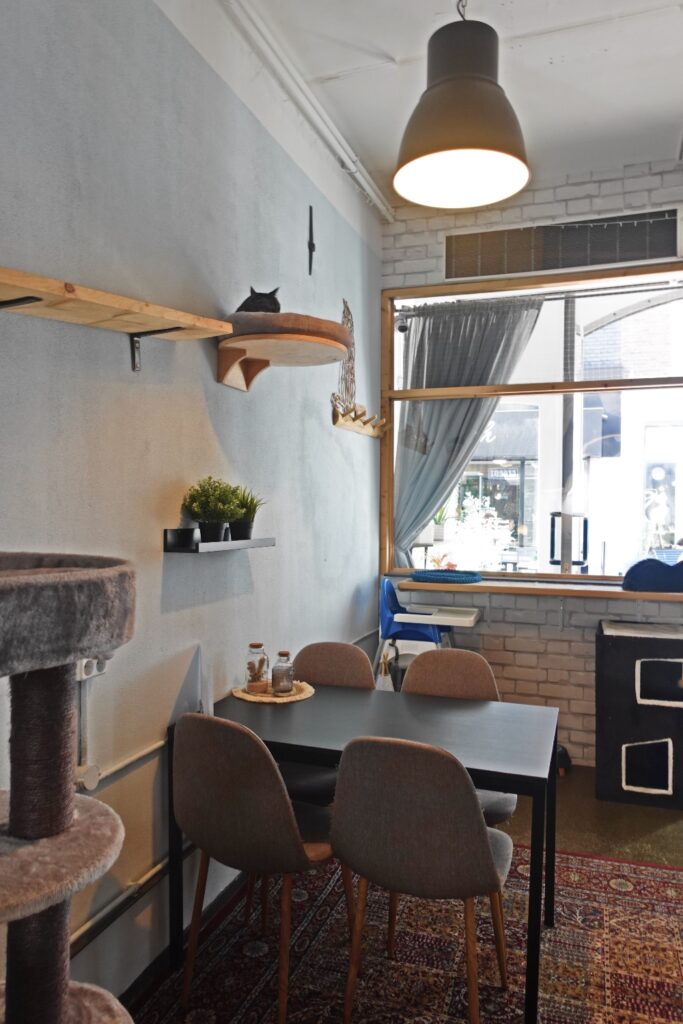 Nederland kattencafé