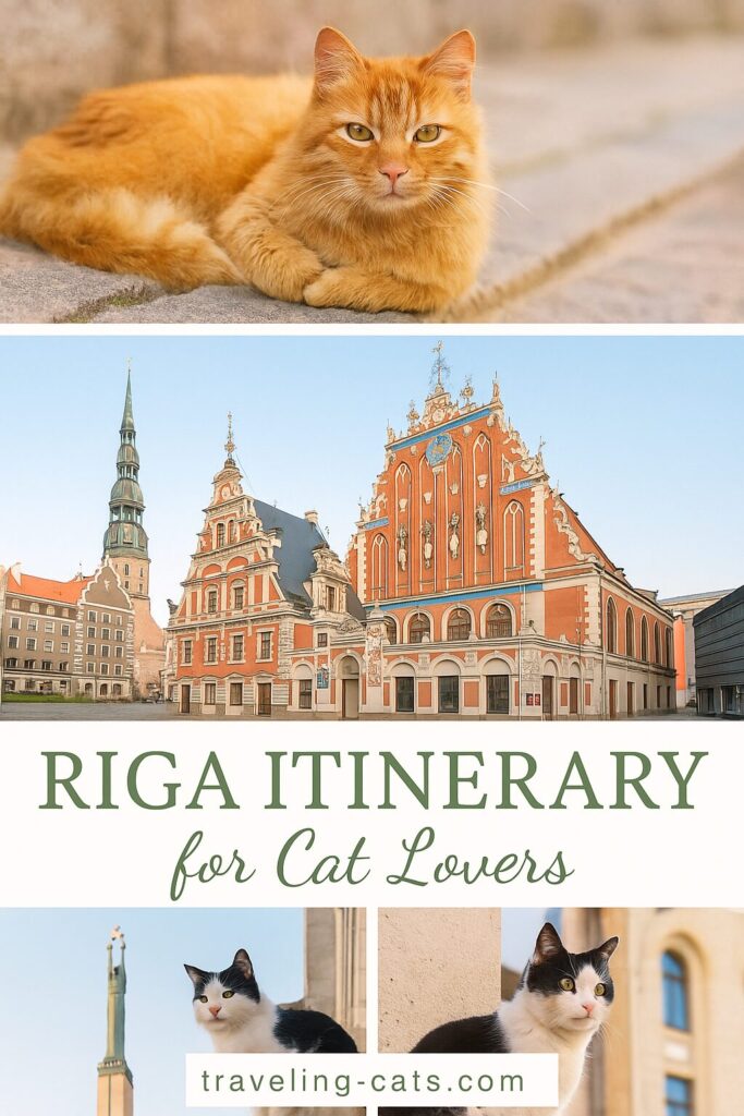 Riga itinerary for cat lovers