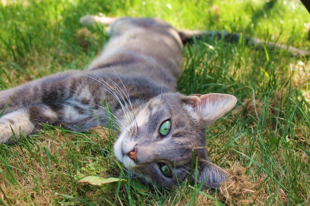 Smudge cat