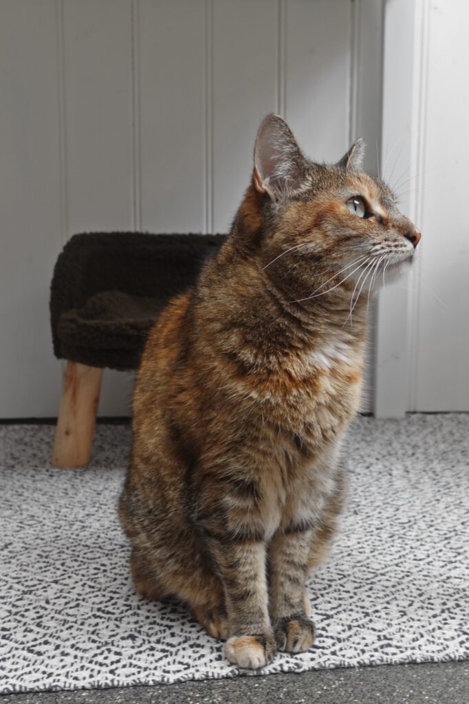 Stripe cat name