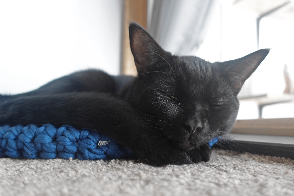 Stripe kattencafé