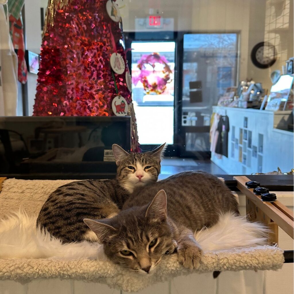 Turquoise Teapot and Cat Cafe in Santa Fe