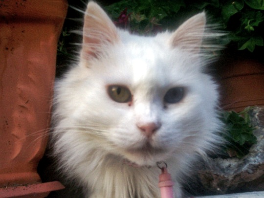 white cat Molyvos Lesbos