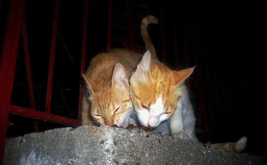 kittens Molyvos Lesbos