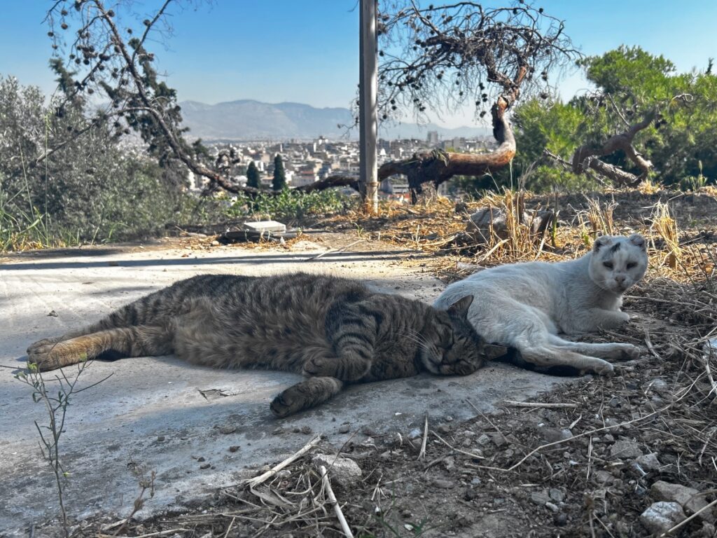 Acropolis slopes
