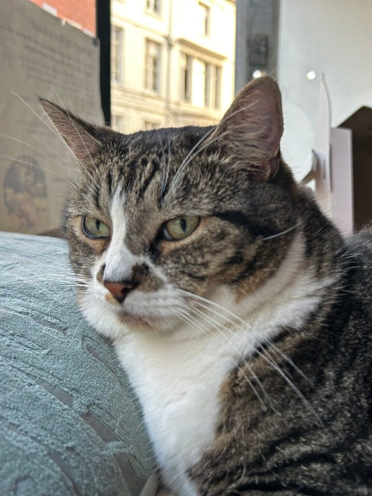 Brutus the cat from B'Aristokat Kortrijk