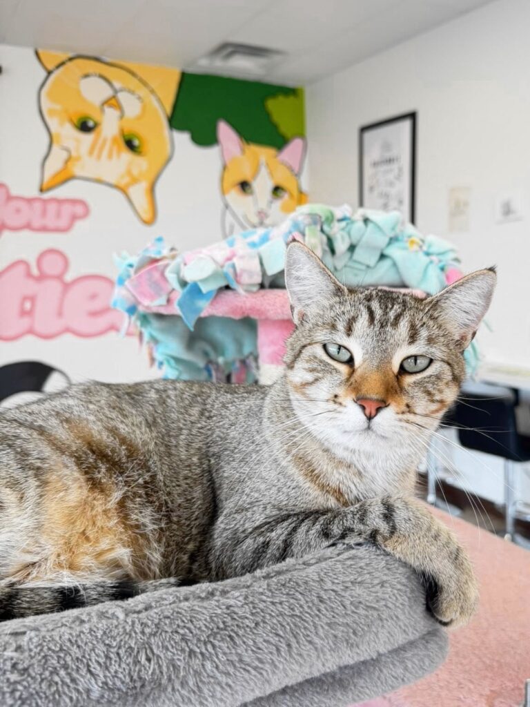 cat cafes in South Dakota