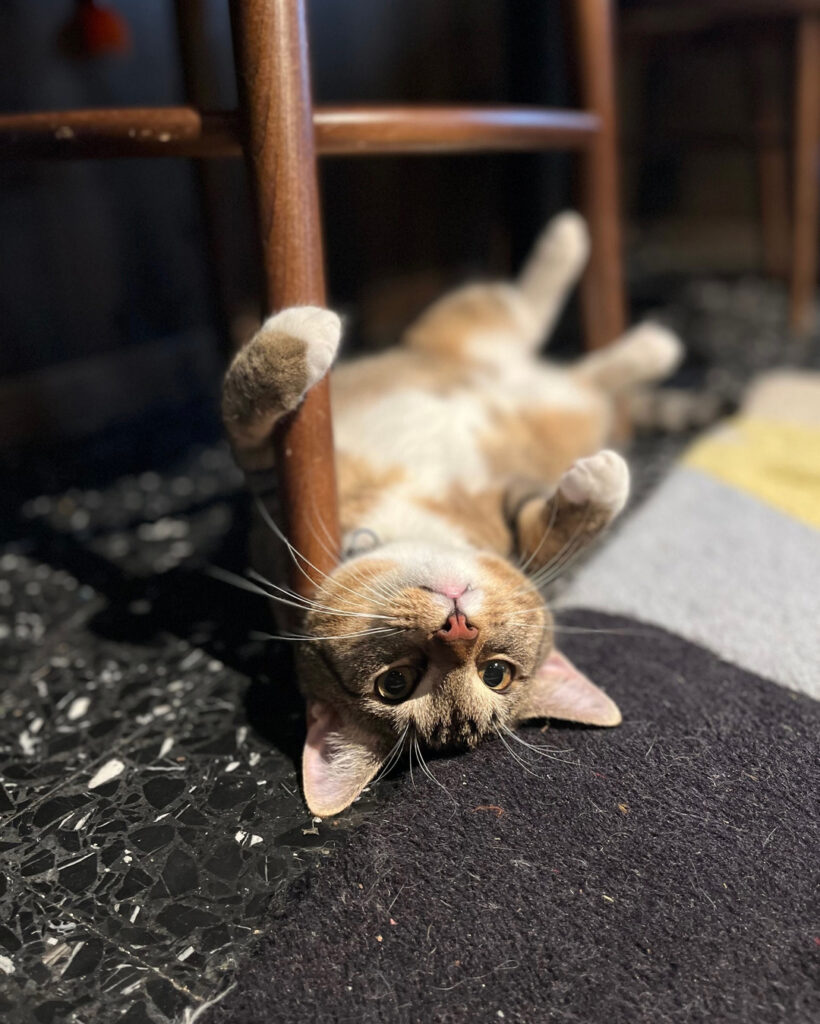 cat yoga