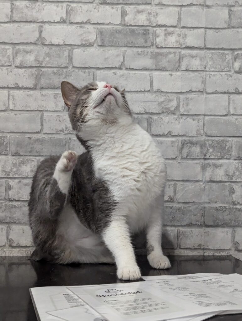 Charlie the cat from B'Aristokat Kortrijk