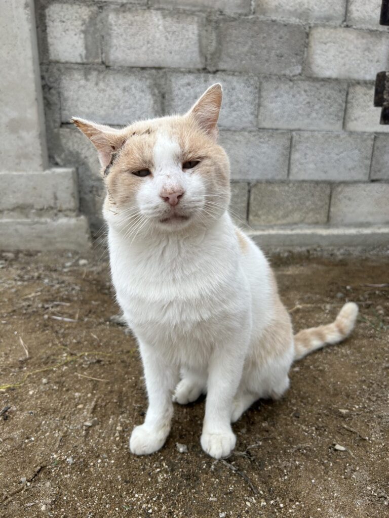 greek island cat