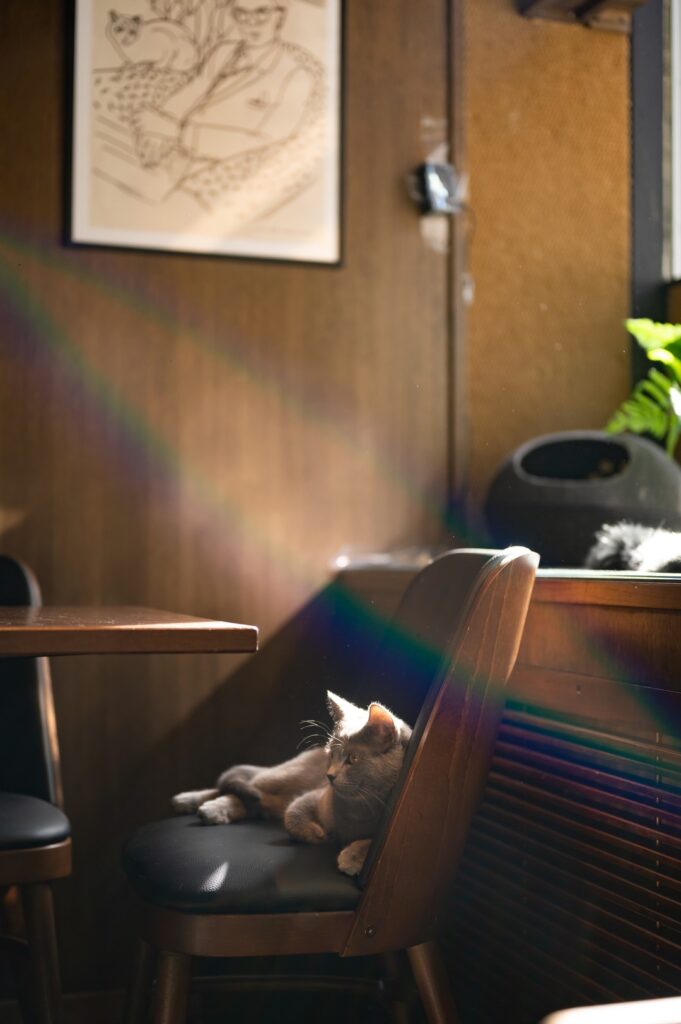 cozy cat café