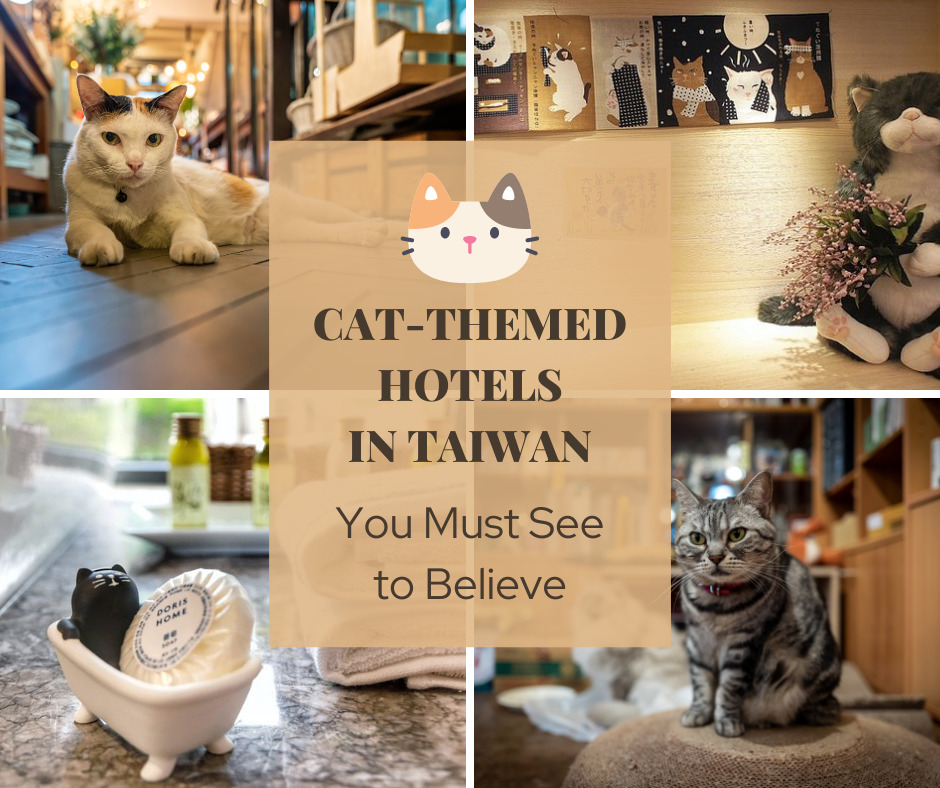 cat themed hotels in Taiwan