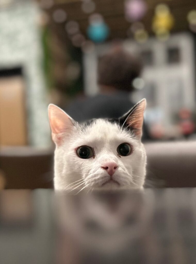 Junior the cat from B'Aristokat Kortrijk