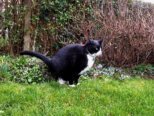 kat in tuin