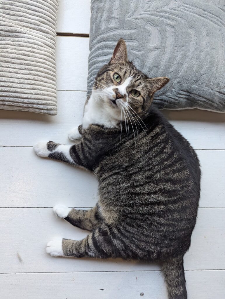 Brutus the cat from Kattencafé B'Aristokat Kortrijk