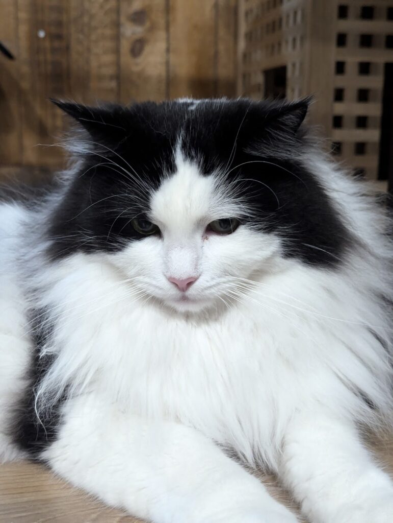 Oreo the cat from B'Aristokat Kortrijk